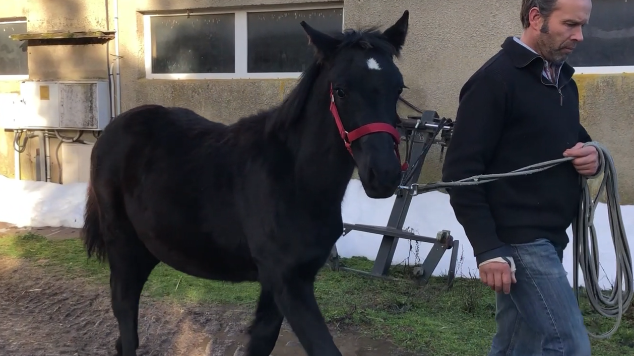 Veulen (ml) M&eacute;rens Te koop 2025 Zwart