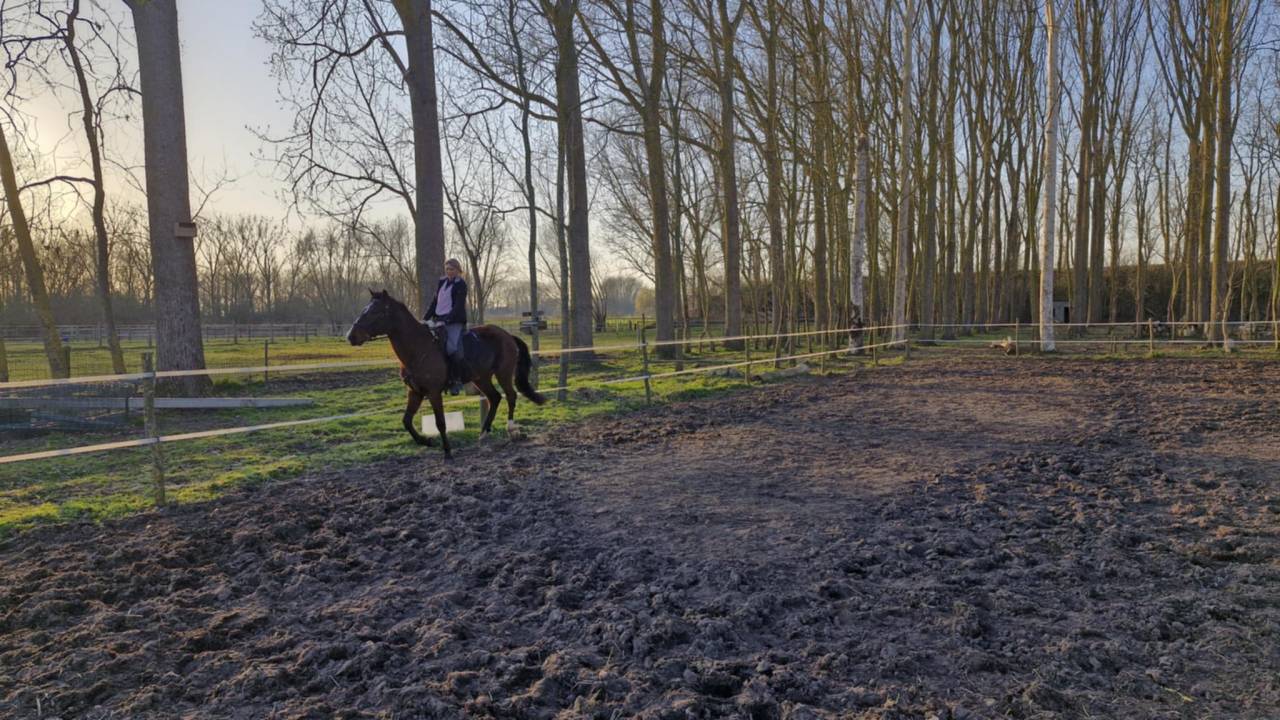 Ruin PRE Puur Ras Spaans Te koop 2020 Donker bruin / bai