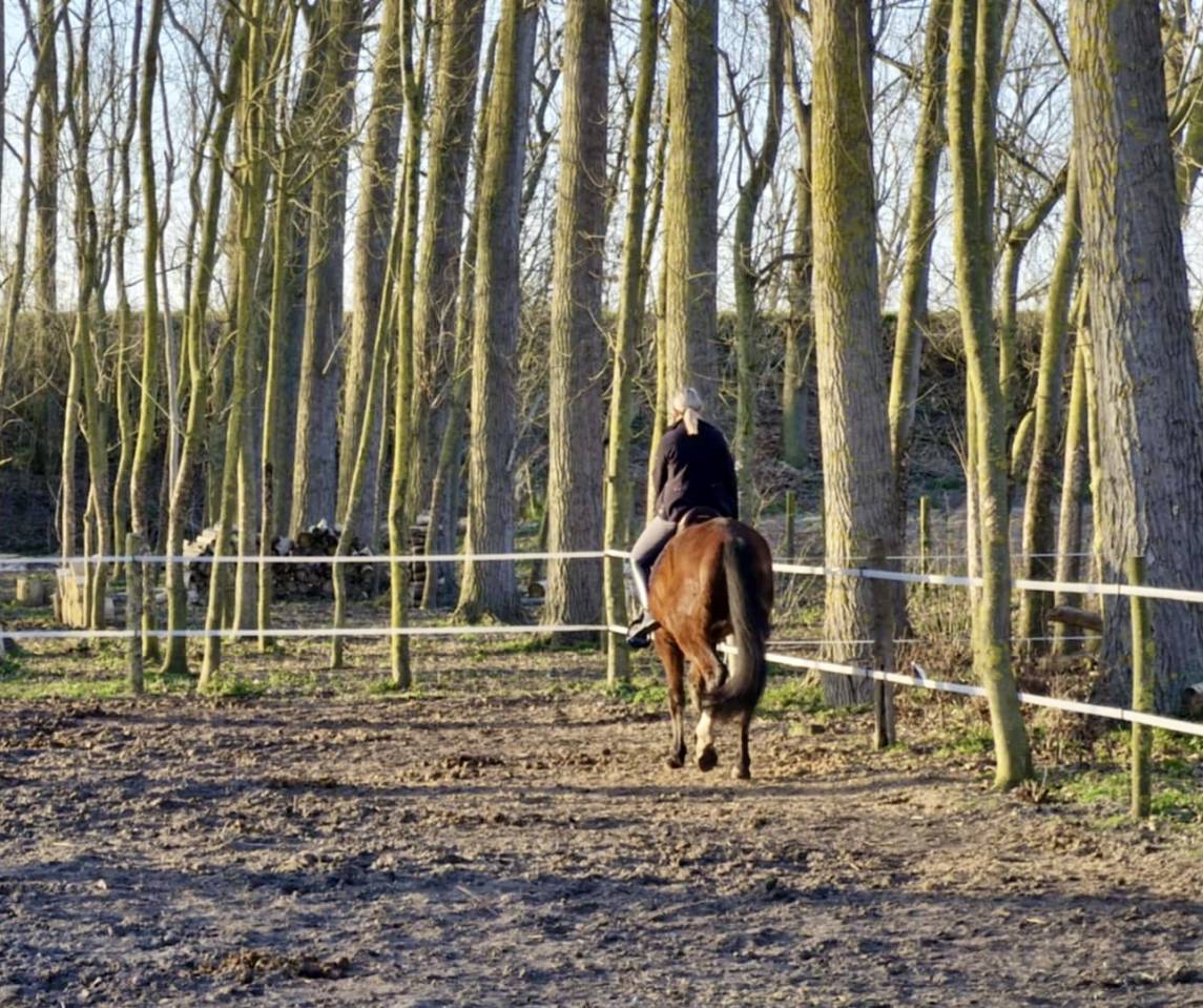 Ruin PRE Puur Ras Spaans Te koop 2020 Donker bruin / bai