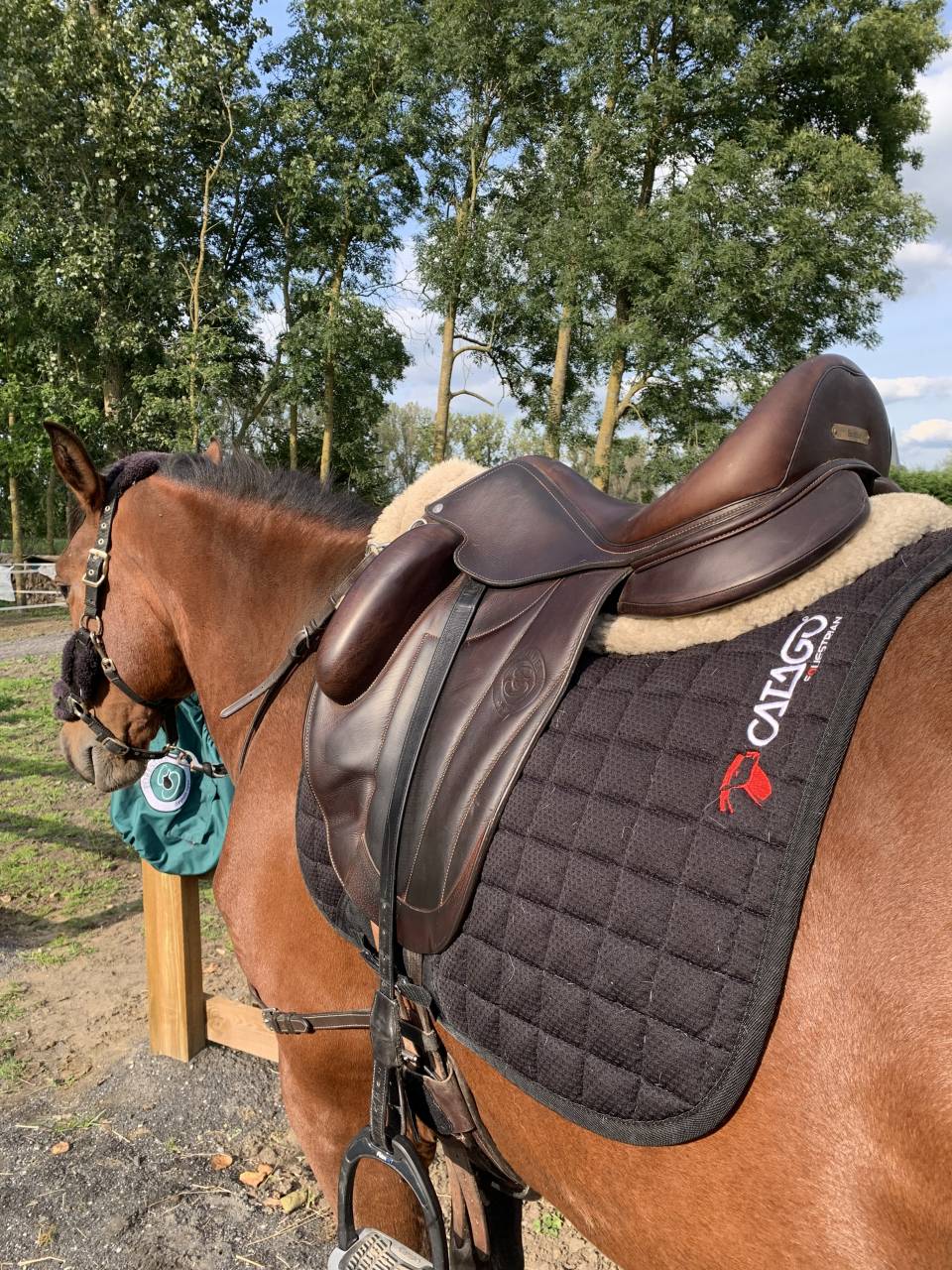 Ruin PRE Puur Ras Spaans Te koop 2020 Donker bruin / bai