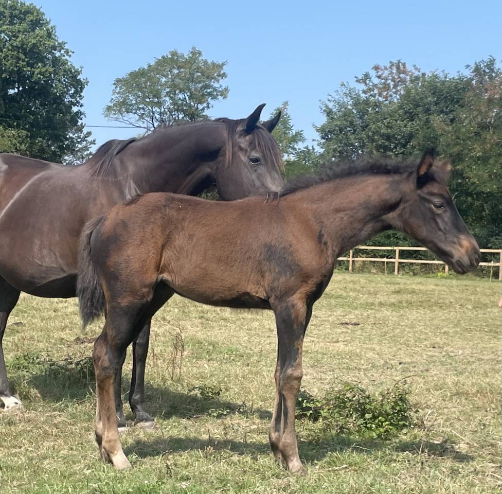 Veulen (vr) Selle Français Te koop 2025 Zwart ,  HEROE DE CAFENY
