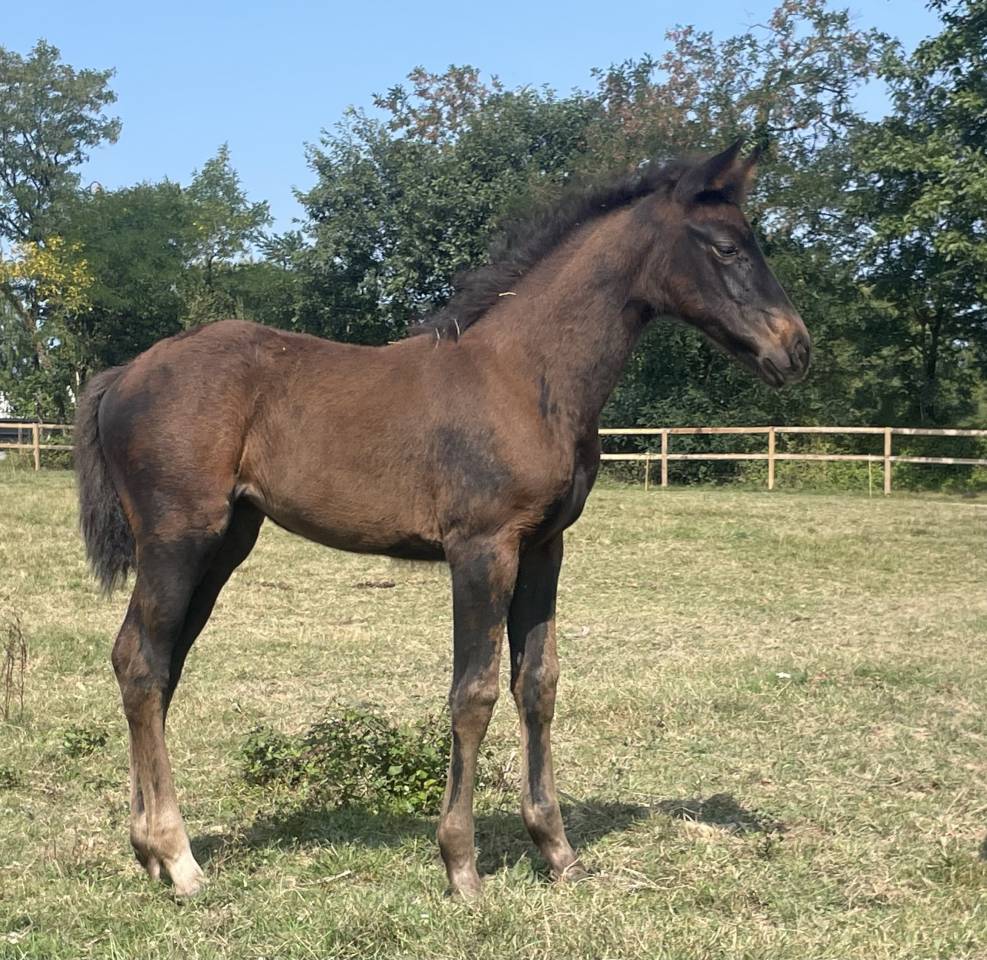 Veulen (vr) Selle Français Te koop 2025 Zwart ,  HEROE DE CAFENY