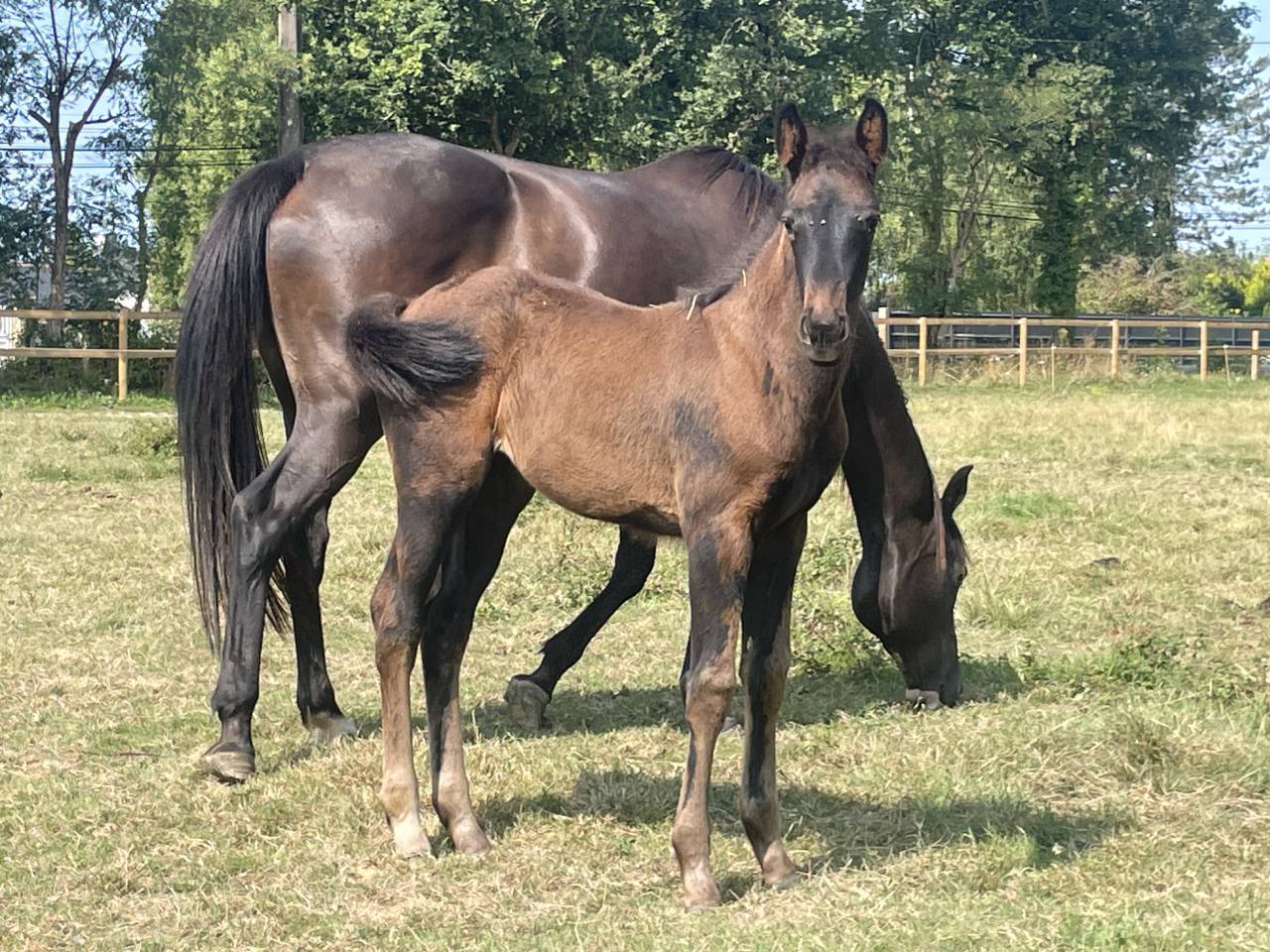 Veulen (vr) Selle Français Te koop 2025 Zwart ,  HEROE DE CAFENY