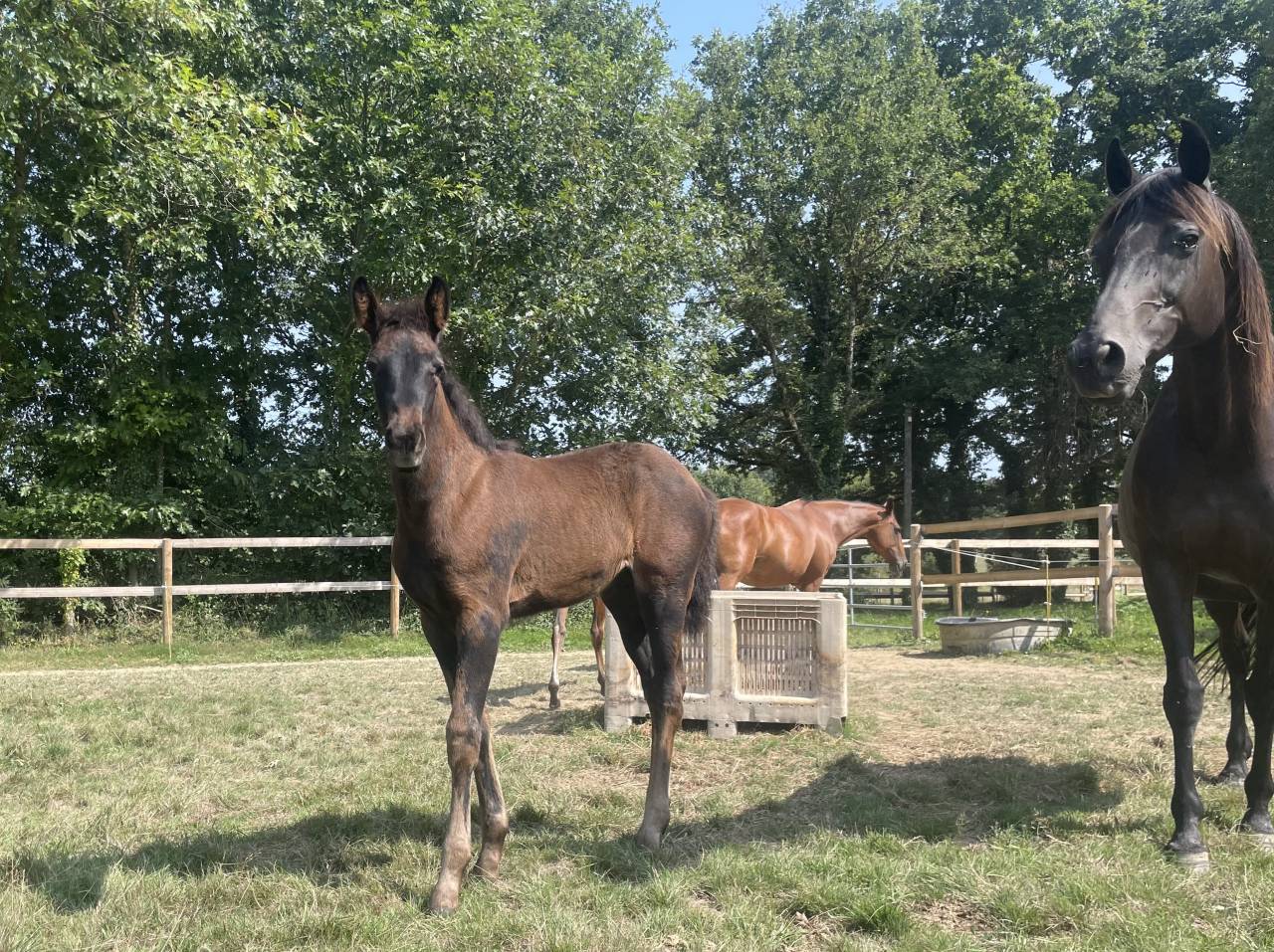 Veulen (vr) Selle Français Te koop 2025 Zwart ,  HEROE DE CAFENY