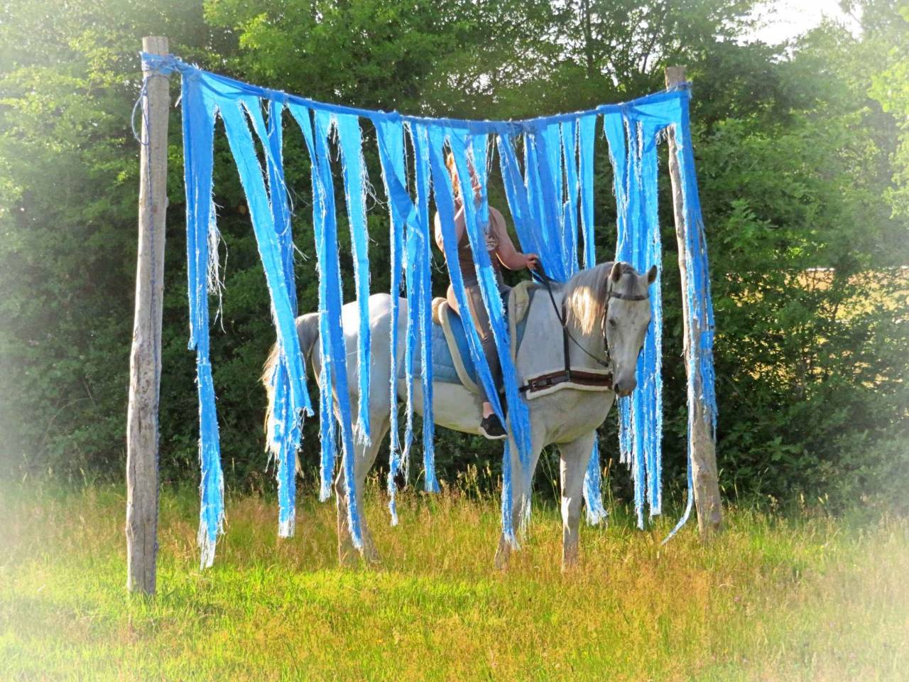 Ruin Autre Que Pur-Sang (Geen volbloed) Te koop 2015 Schimmel