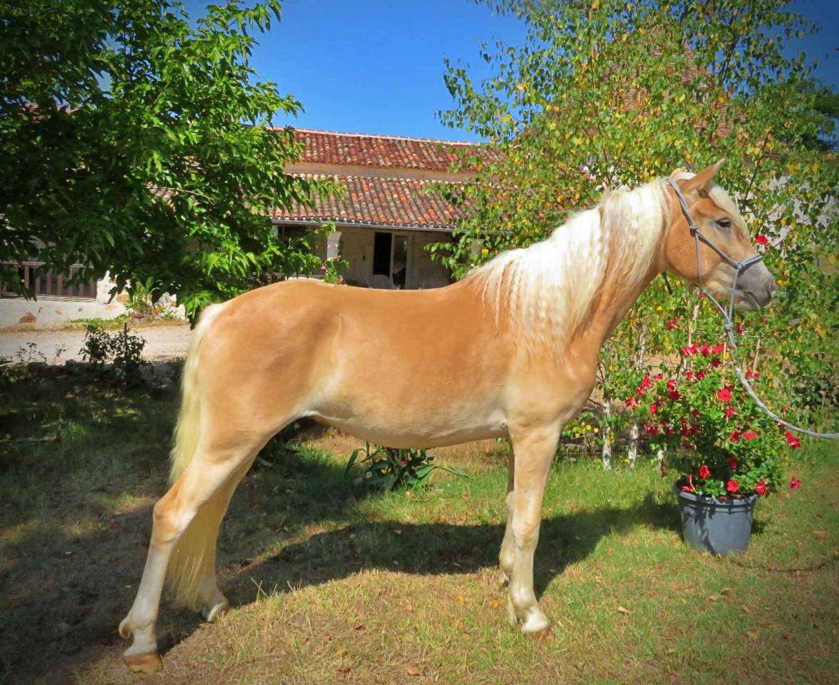 Ruin Haflinger Te koop 2022 Palomino