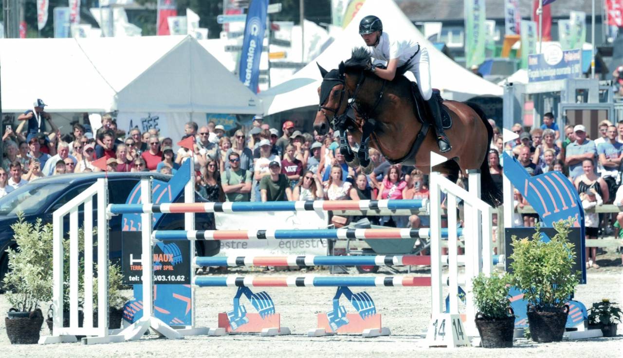 Ruin Belgisch sportpaard Te koop 2012 Bruin / Bai ,  quody