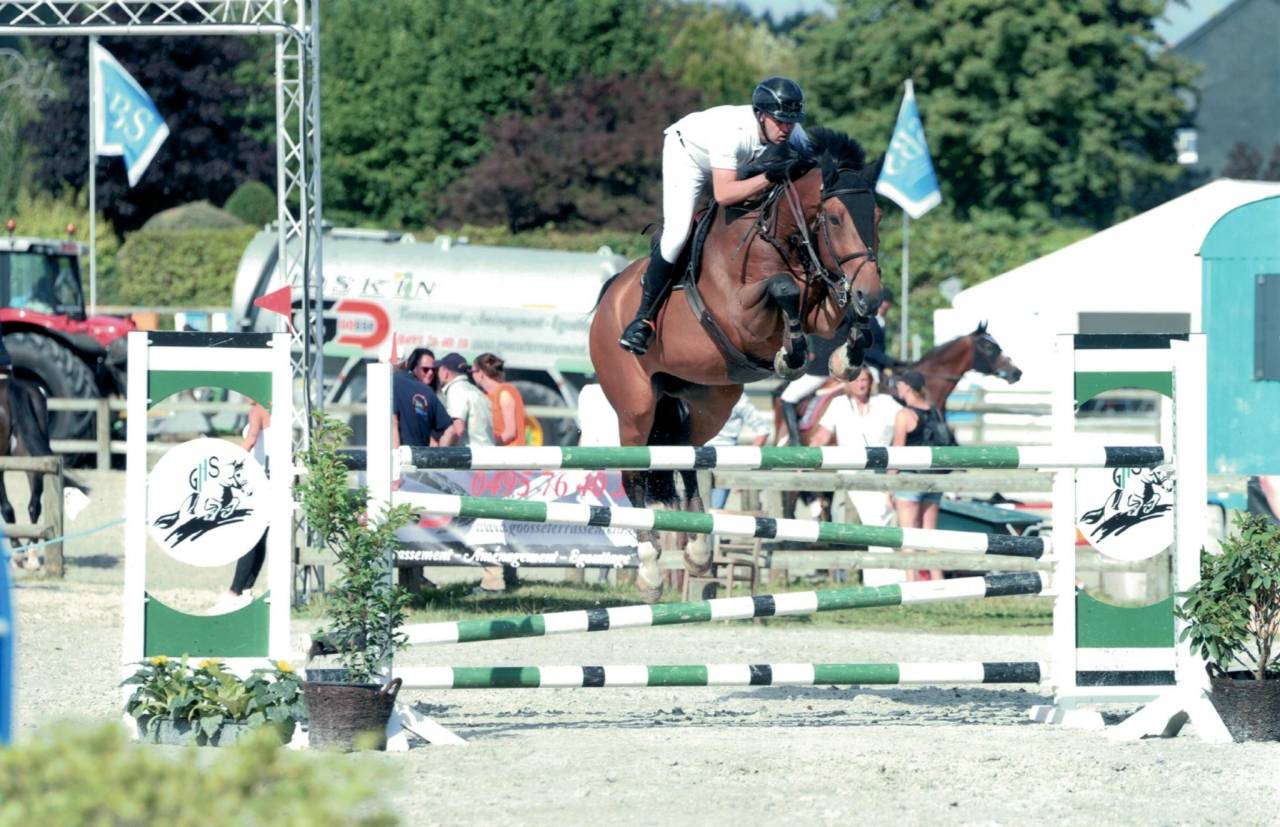 Ruin Belgisch sportpaard Te koop 2012 Bruin / Bai ,  quody