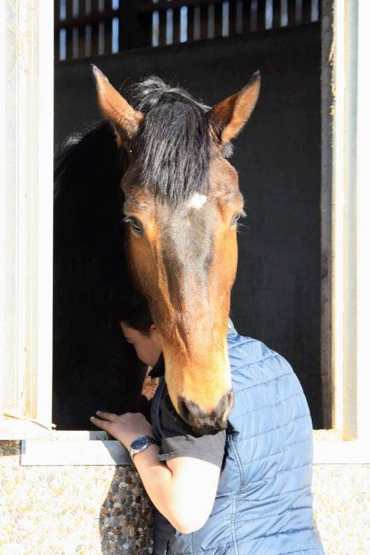 Ruin Belgisch sportpaard Te koop 2012 Bruin / Bai ,  quody