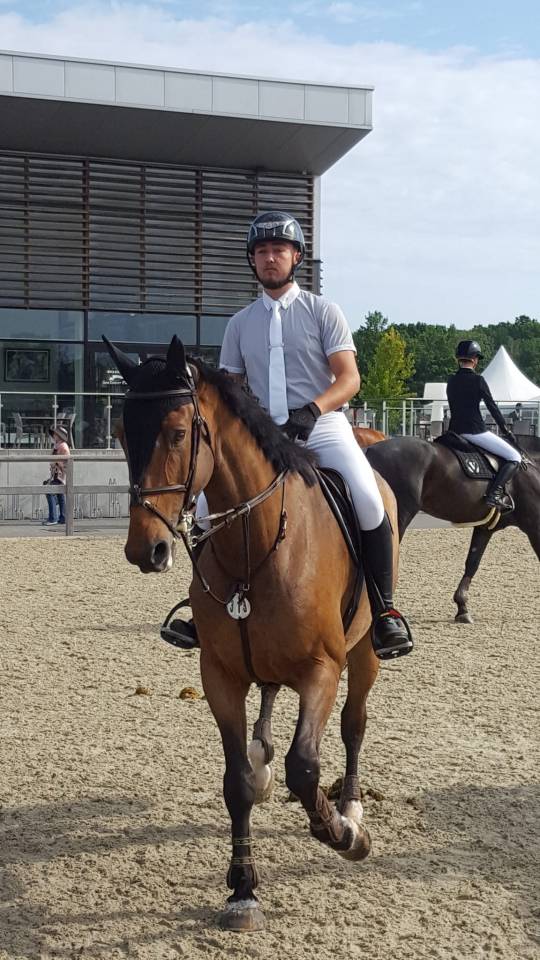 Ruin Belgisch sportpaard Te koop 2012 Bruin / Bai ,  quody