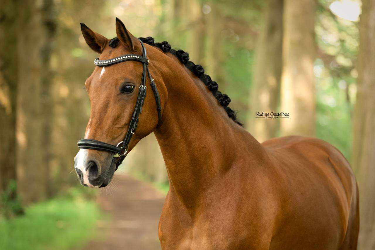 Gave dresuurpony te koop