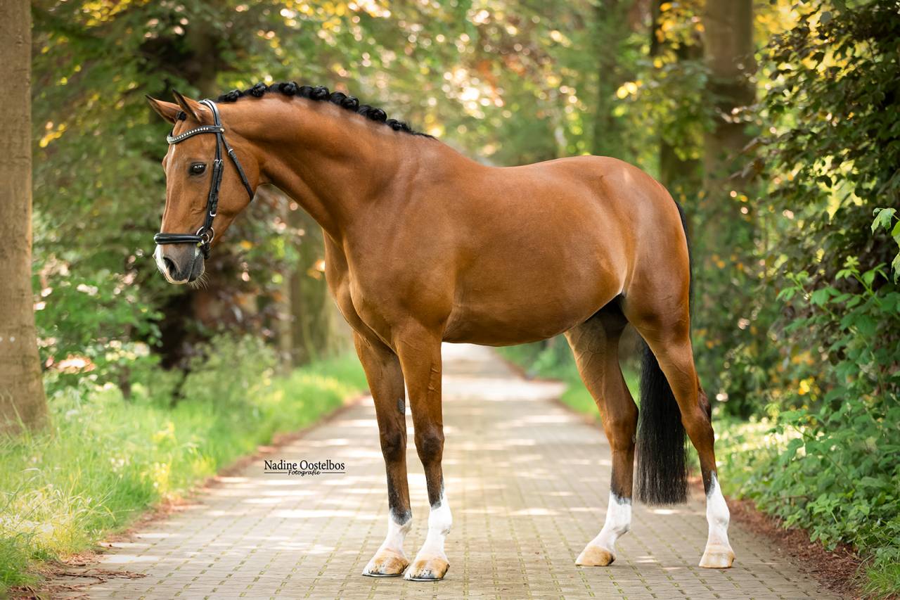 Gave dresuurpony te koop