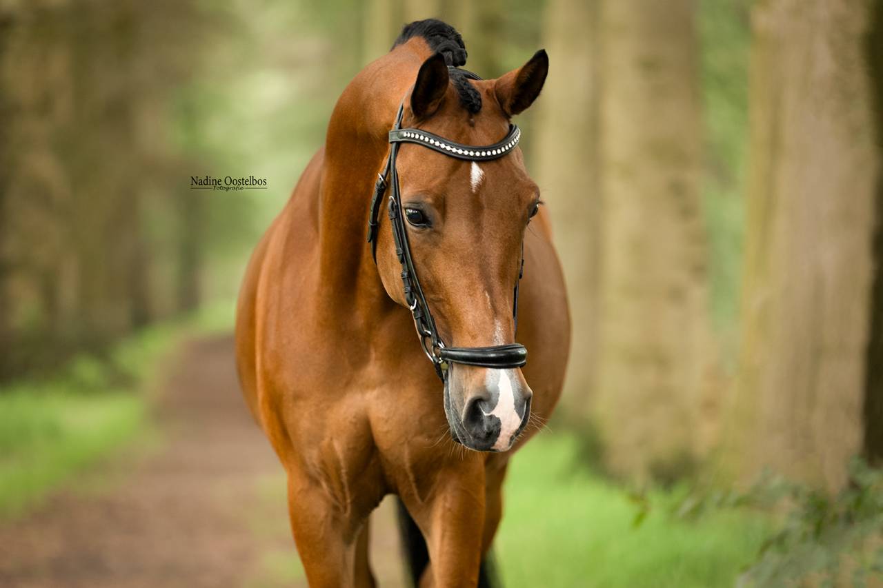 Gave dresuurpony te koop