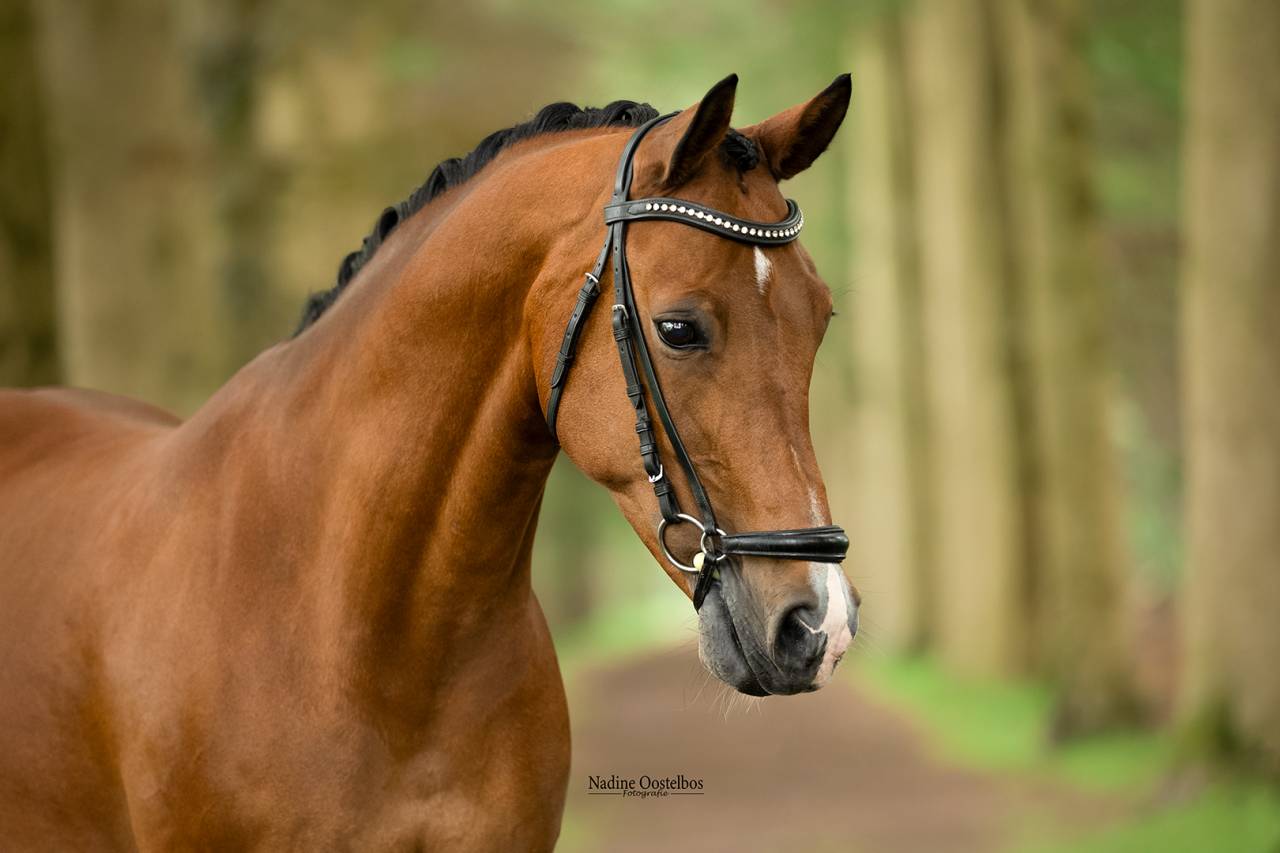 Gave dresuurpony te koop