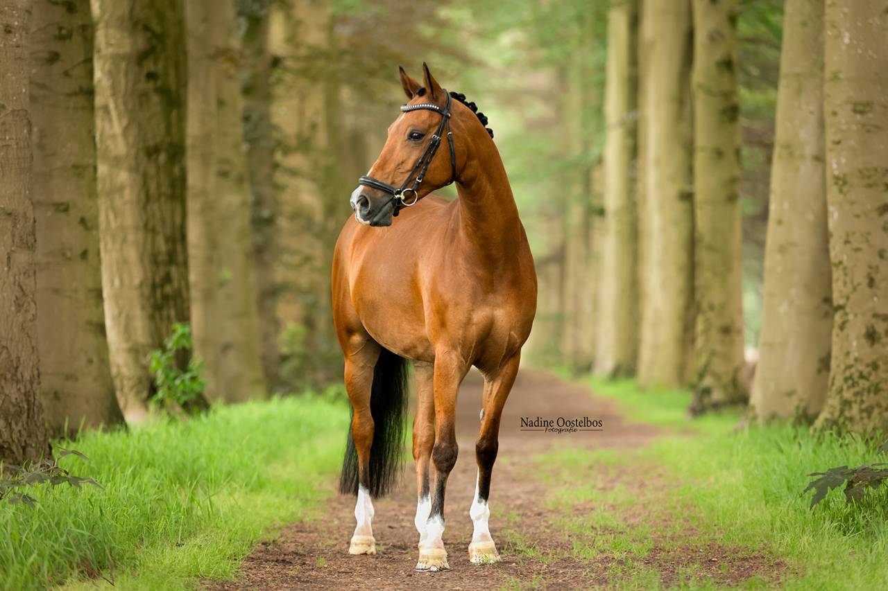 Gave dresuurpony te koop