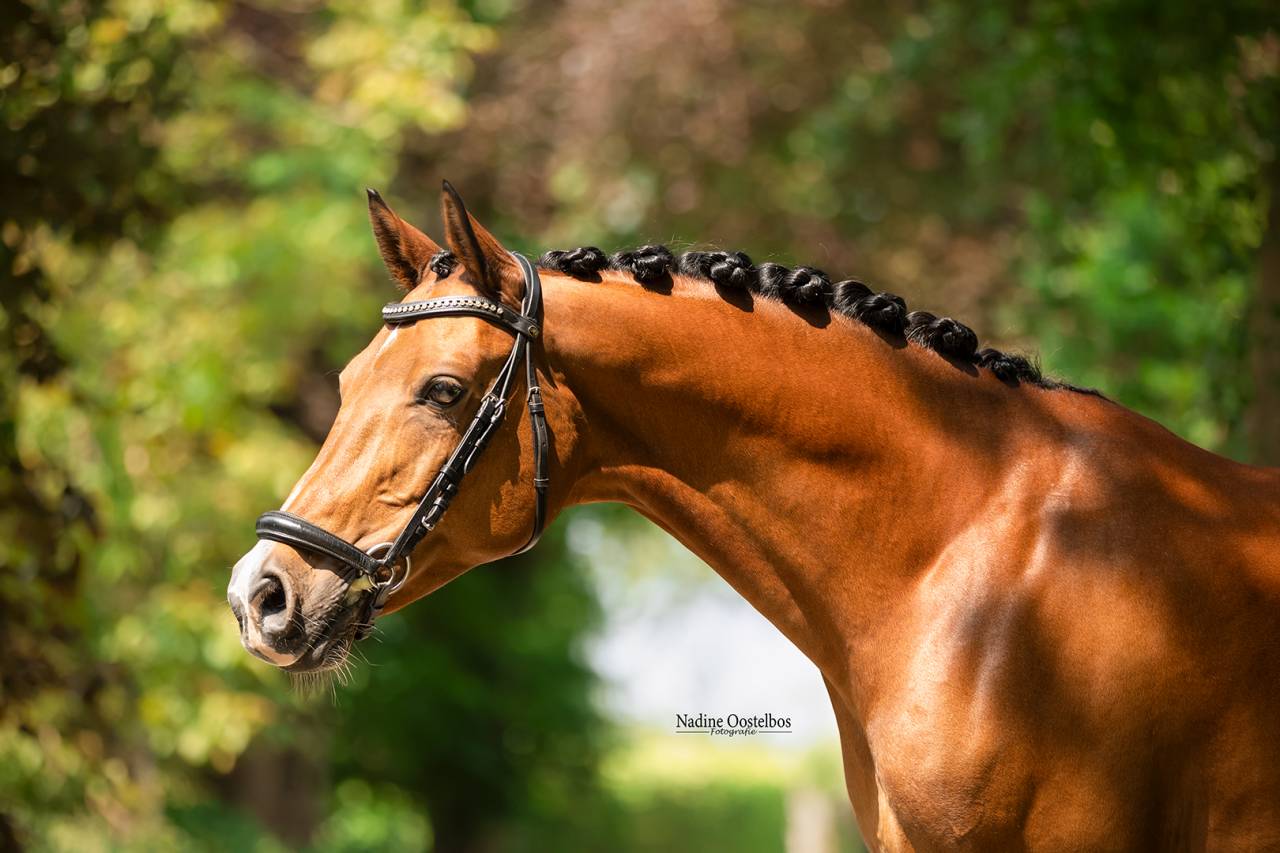 Gave dresuurpony te koop