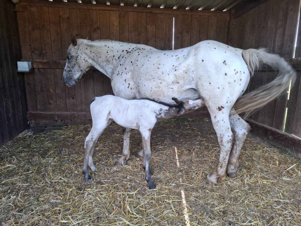 Veulen (vr) Appaloosa Te koop 2025 Isabel ,  Makee Cream Illusion