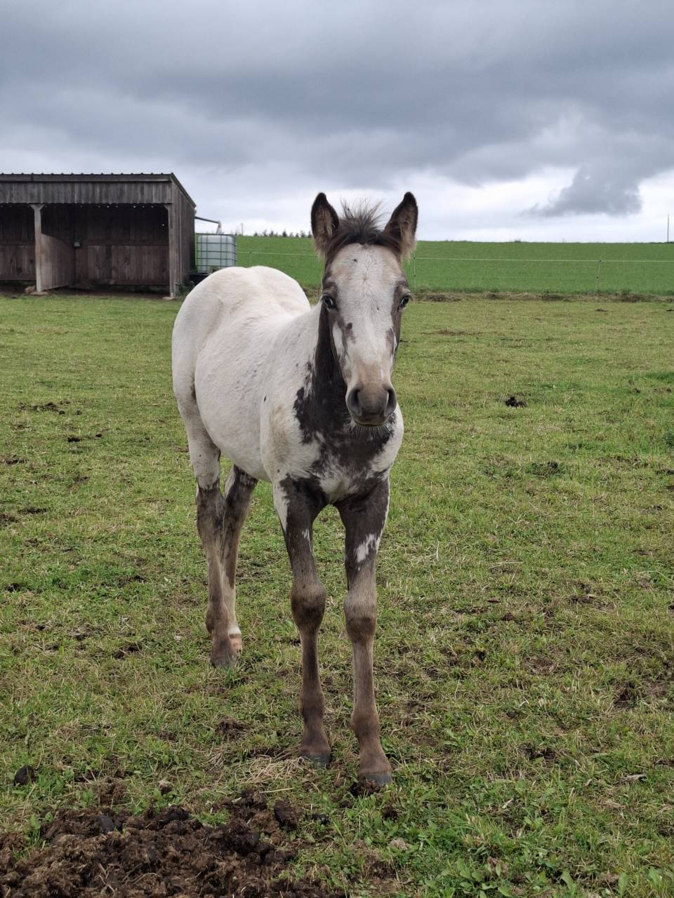Veulen (vr) Appaloosa Te koop 2025 Isabel ,  Makee Cream Illusion