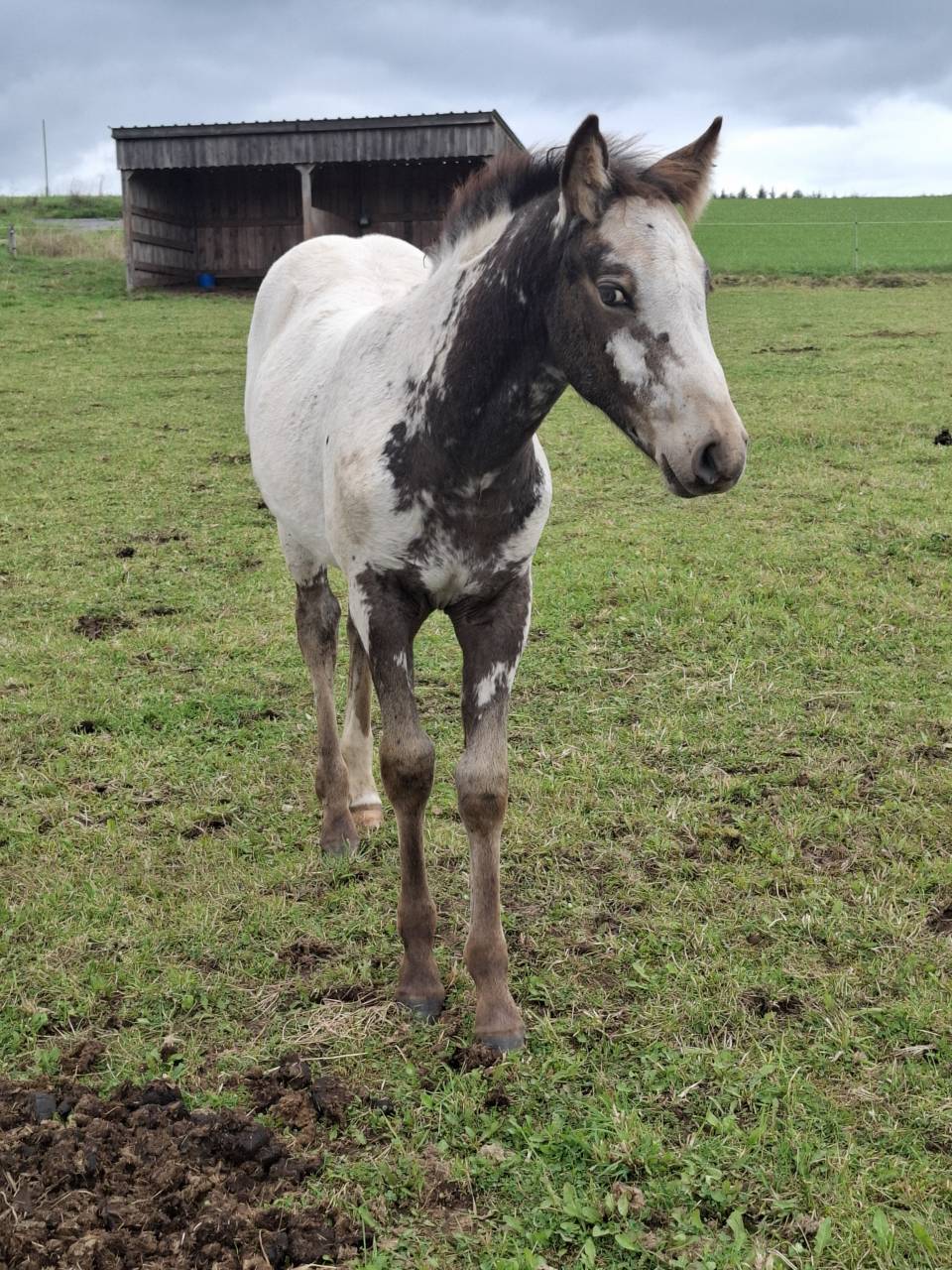 Veulen (vr) Appaloosa Te koop 2025 Isabel ,  Makee Cream Illusion