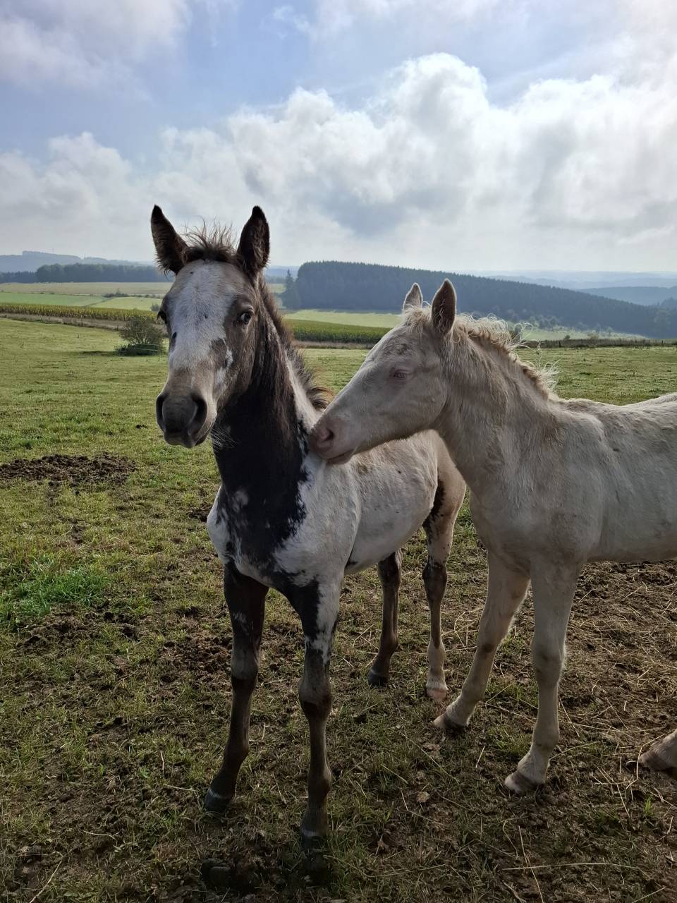 Veulen (vr) Appaloosa Te koop 2025 Isabel ,  Makee Cream Illusion