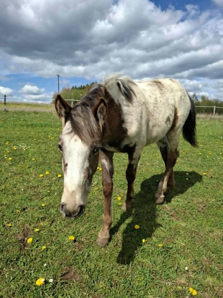 Veulen (vr) Appaloosa Te koop 2025 Isabel ,  Makee Cream Illusion