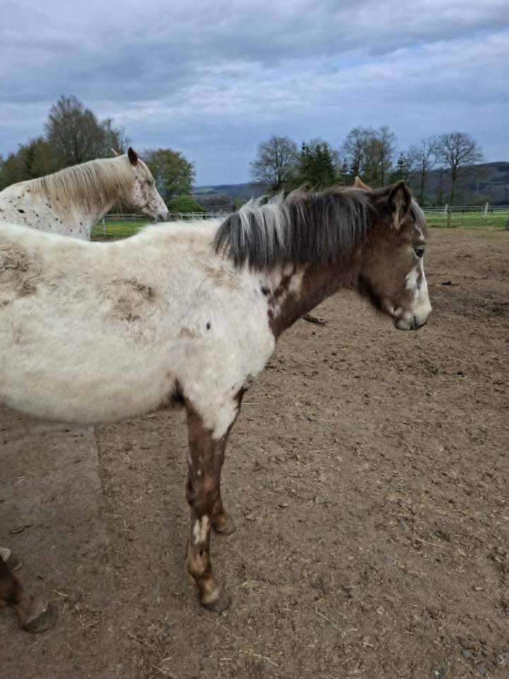 Veulen (vr) Appaloosa Te koop 2025 Isabel ,  Makee Cream Illusion