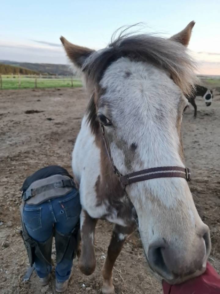 Veulen (vr) Appaloosa Te koop 2025 Isabel ,  Makee Cream Illusion