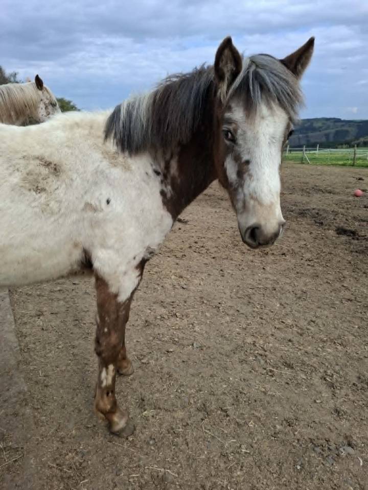 Veulen (vr) Appaloosa Te koop 2025 Isabel ,  Makee Cream Illusion