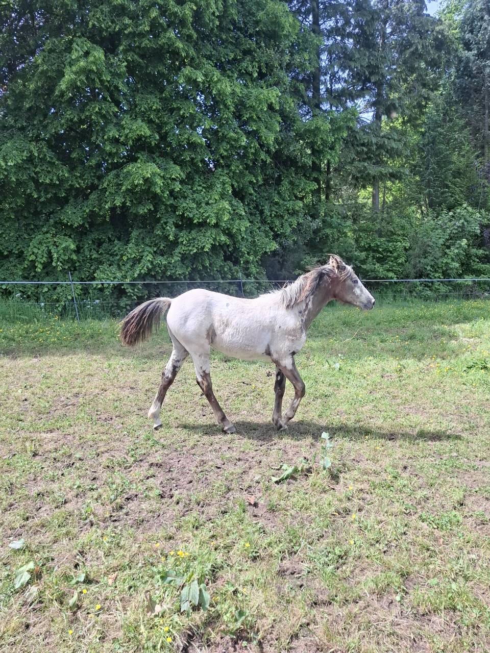 Veulen (vr) Appaloosa Te koop 2025 Isabel ,  Makee Cream Illusion