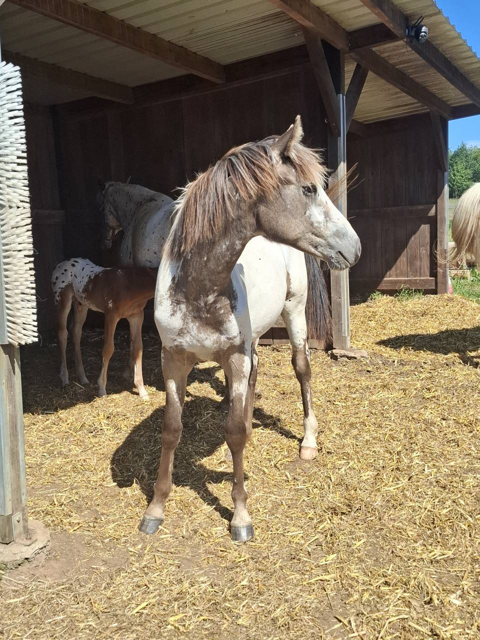 Veulen (vr) Appaloosa Te koop 2025 Isabel ,  Makee Cream Illusion