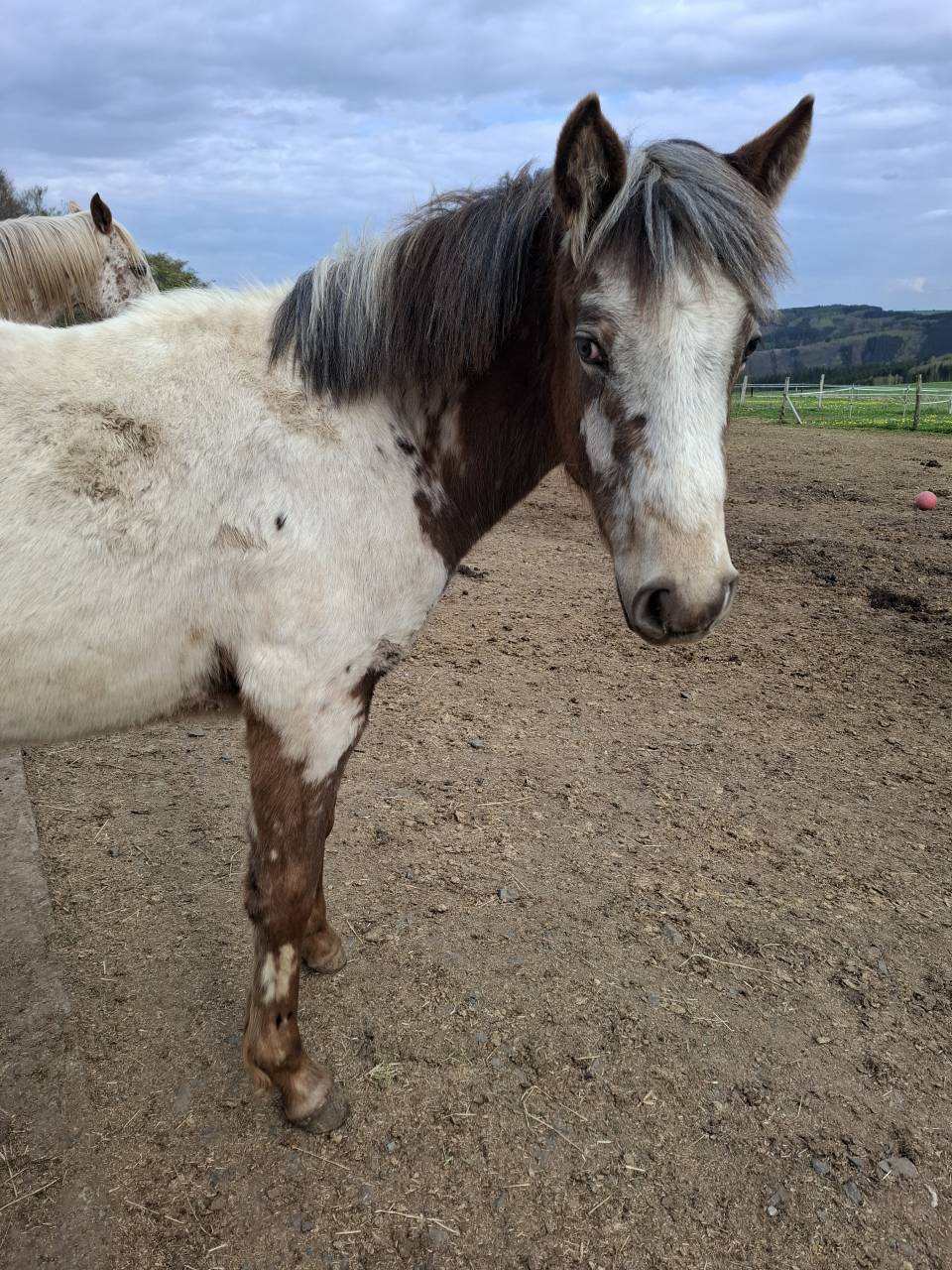 Veulen (vr) Appaloosa Te koop 2025 Isabel ,  Makee Cream Illusion