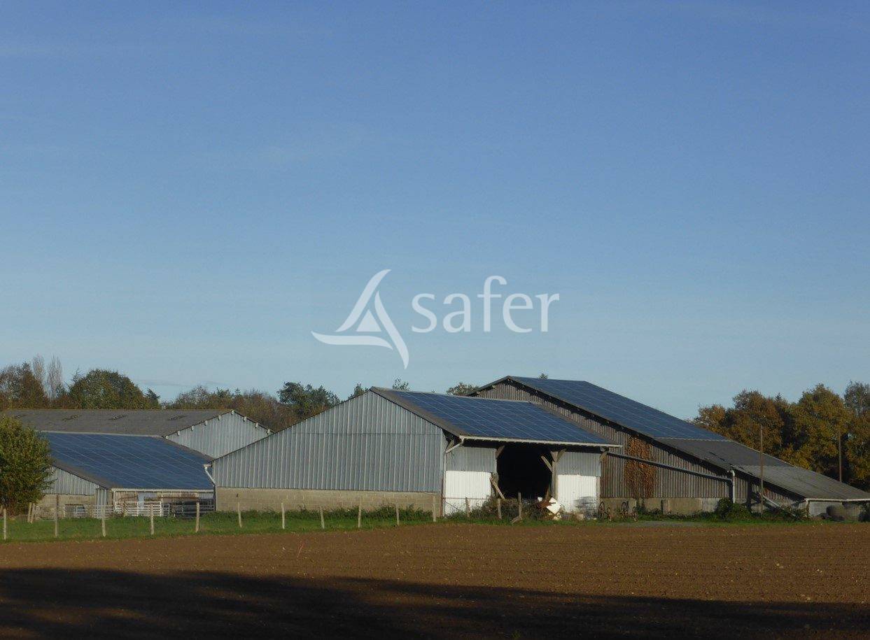 Schapen exploitatie Koop Maine-et-Loire