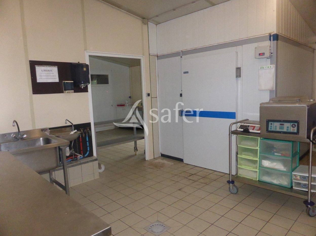 Schapen exploitatie Koop Maine-et-Loire