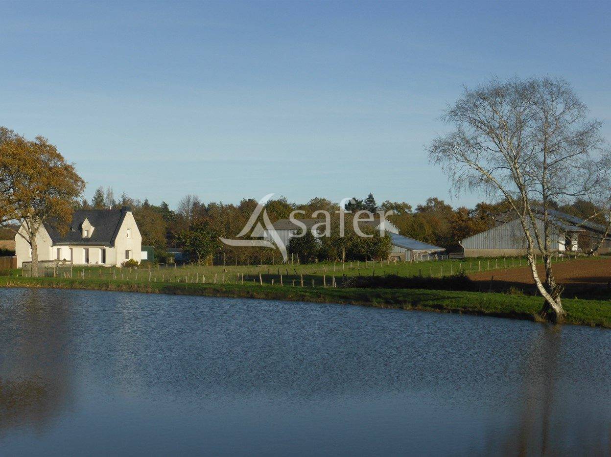 Schapen exploitatie Koop Maine-et-Loire