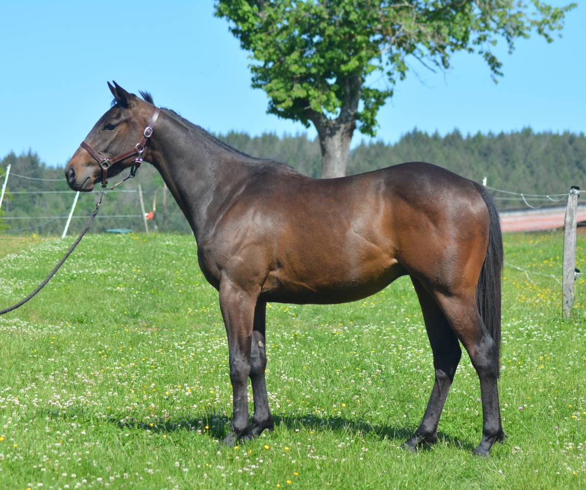 Ruin Engels volbloed Te koop 2022 Donker bruin / bai