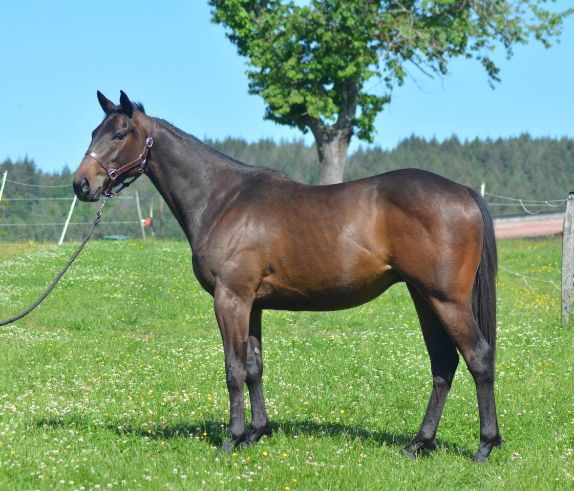Ruin Engels volbloed Te koop 2022 Donker bruin / bai