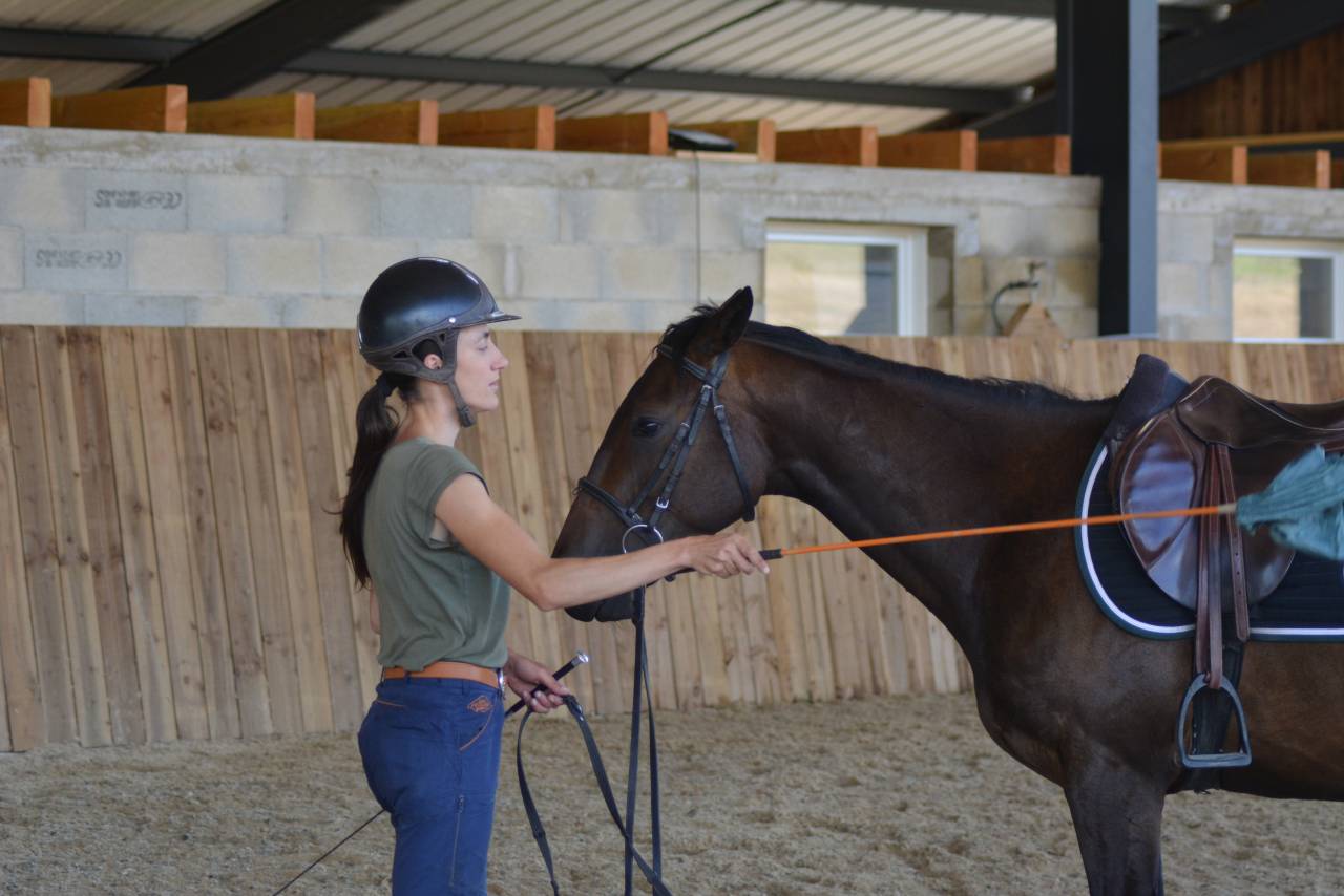 Ruin Engels volbloed Te koop 2022 Donker bruin / bai