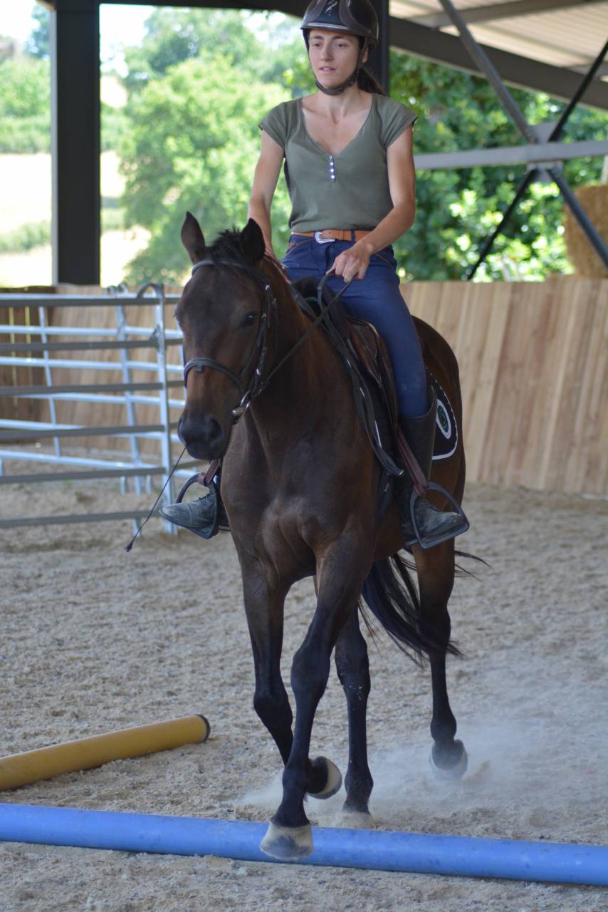 Ruin Engels volbloed Te koop 2022 Donker bruin / bai