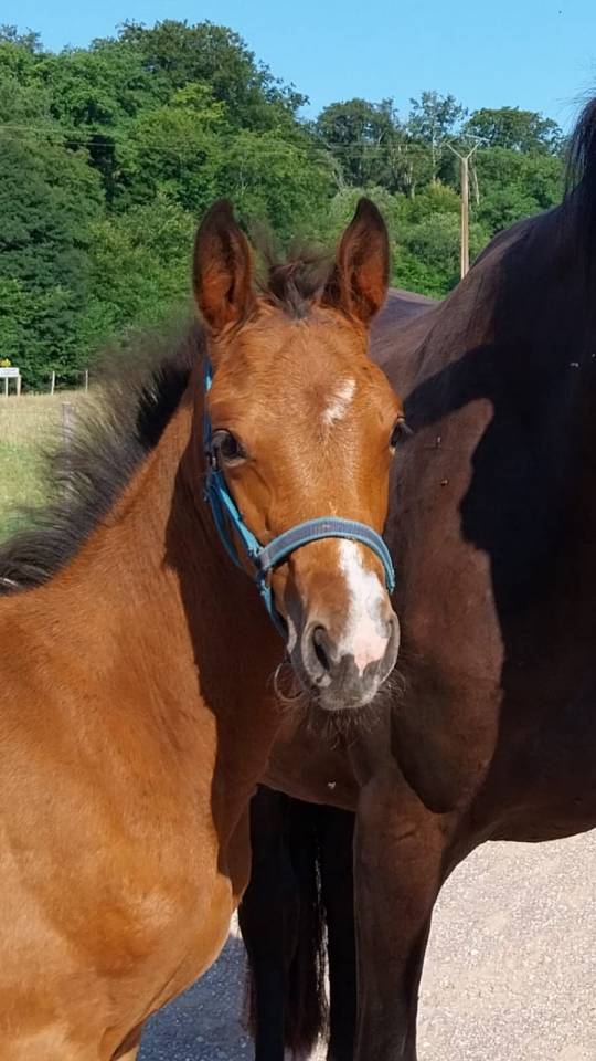 Veulen (vr) Selle Français Te koop 2025 Donker bruin / bai ,  KARAGANDA SEMILLY