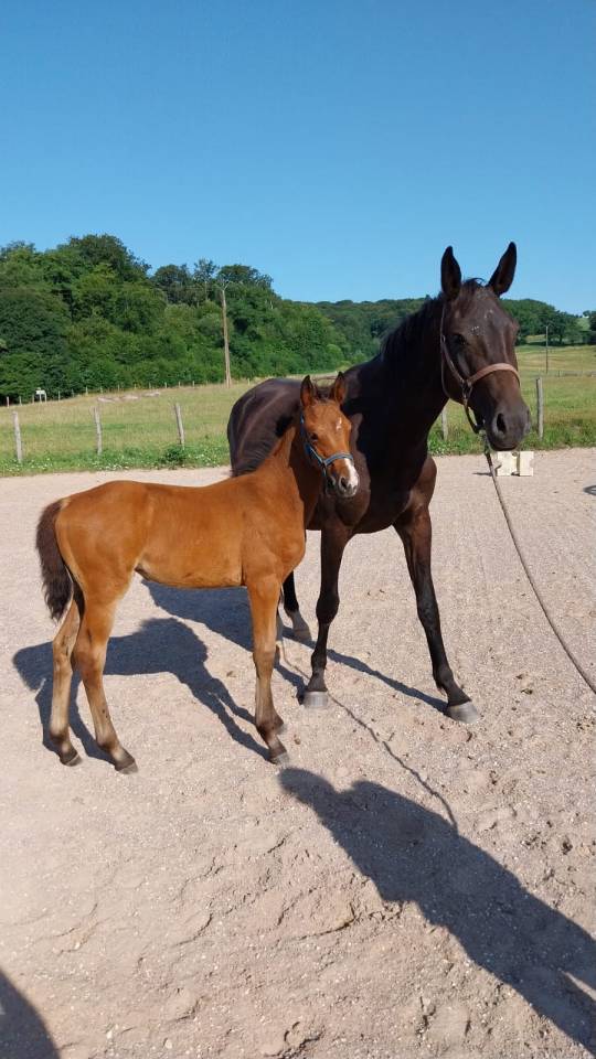Veulen (vr) Selle Français Te koop 2025 Donker bruin / bai ,  KARAGANDA SEMILLY