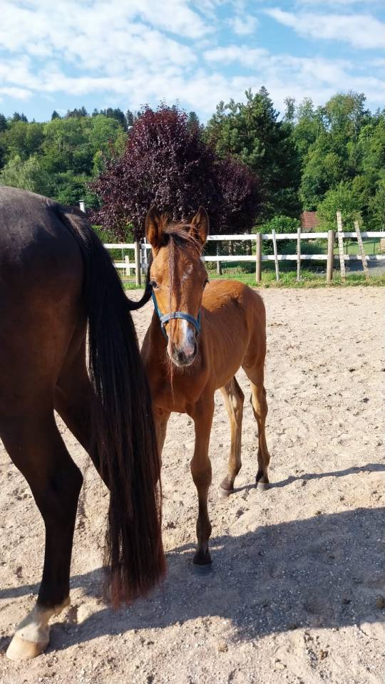 Veulen (vr) Selle Français Te koop 2025 Donker bruin / bai ,  KARAGANDA SEMILLY