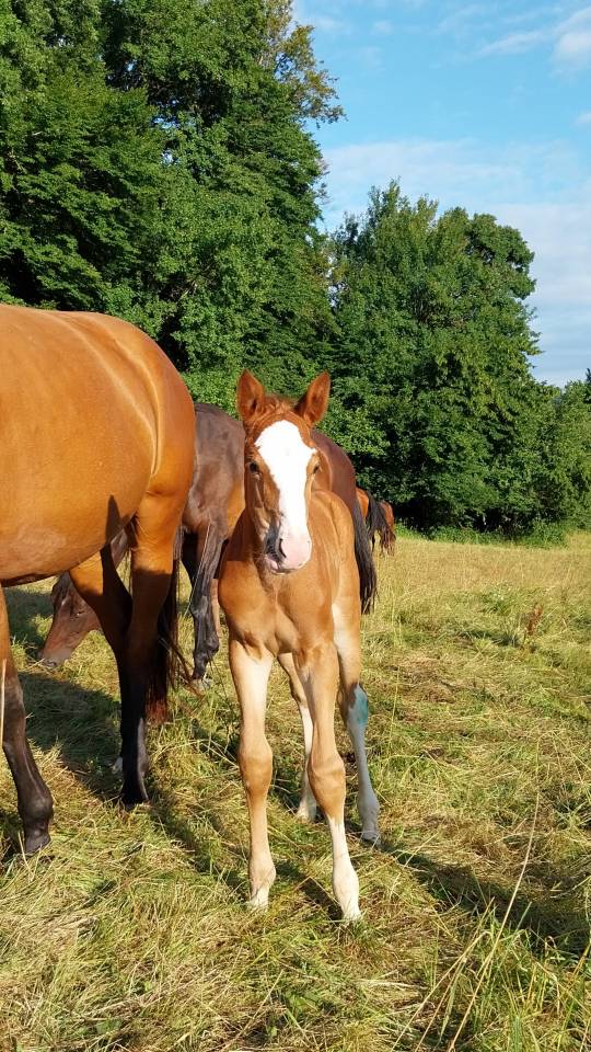 Veulen (ml) Bekend ras Te koop 2025 Bont ,  Kilimandjaro Semilly