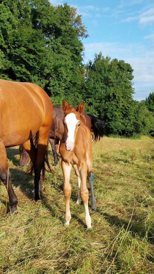 Veulen (ml) Bekend ras Te koop 2025 Bont ,  Kilimandjaro Semilly