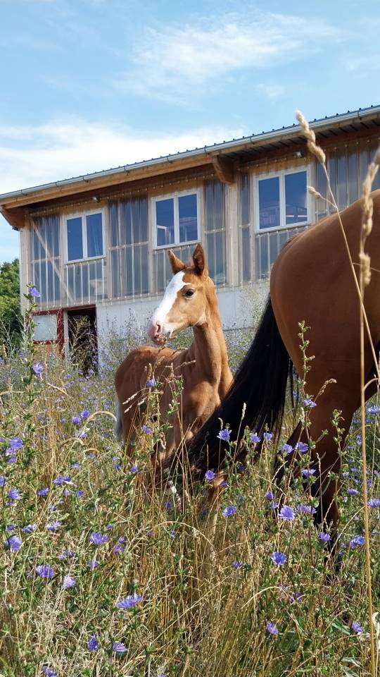Veulen (ml) Bekend ras Te koop 2025 Bont ,  Kilimandjaro Semilly