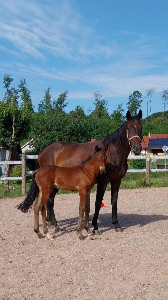Veulen (ml) Bekend ras Te koop 2025 Bruin / Bai ,  Coeur de Lieffroy