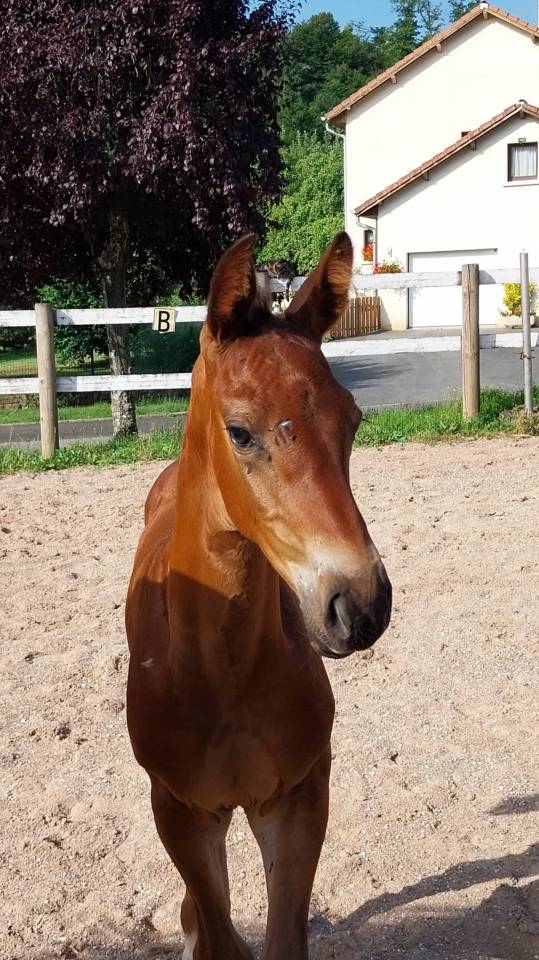 Veulen (ml) Bekend ras Te koop 2025 Bruin / Bai ,  Coeur de Lieffroy