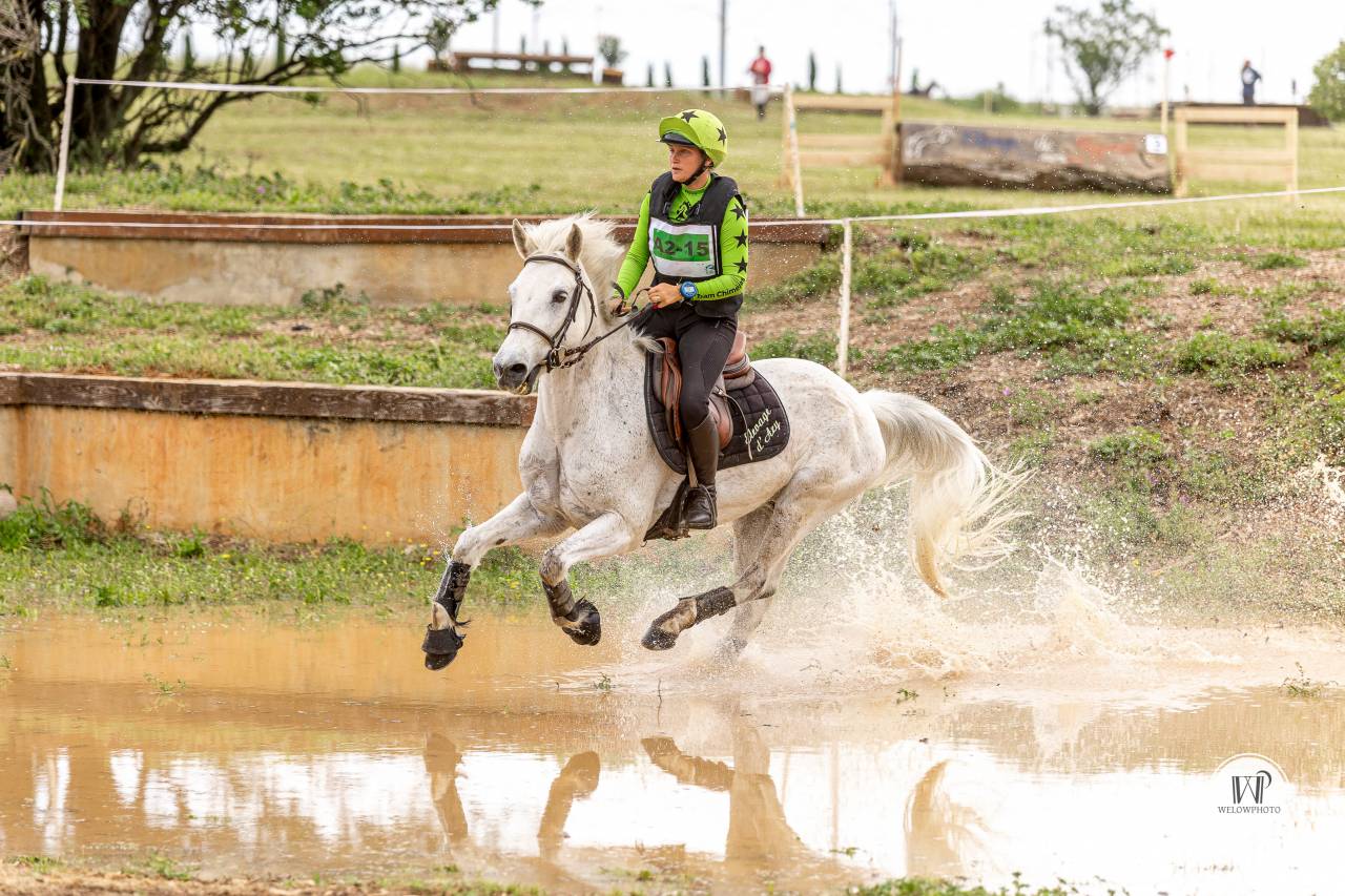 Ruin Connemara Te koop 2015 Schimmel ,  ADAGIO PONTHOUAR