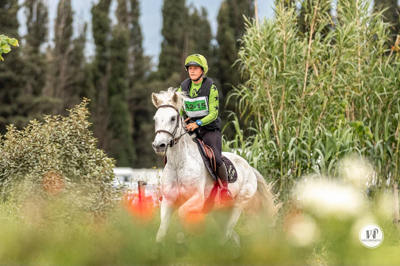 Ruin Connemara Te koop 2015 Schimmel ,  ADAGIO PONTHOUAR