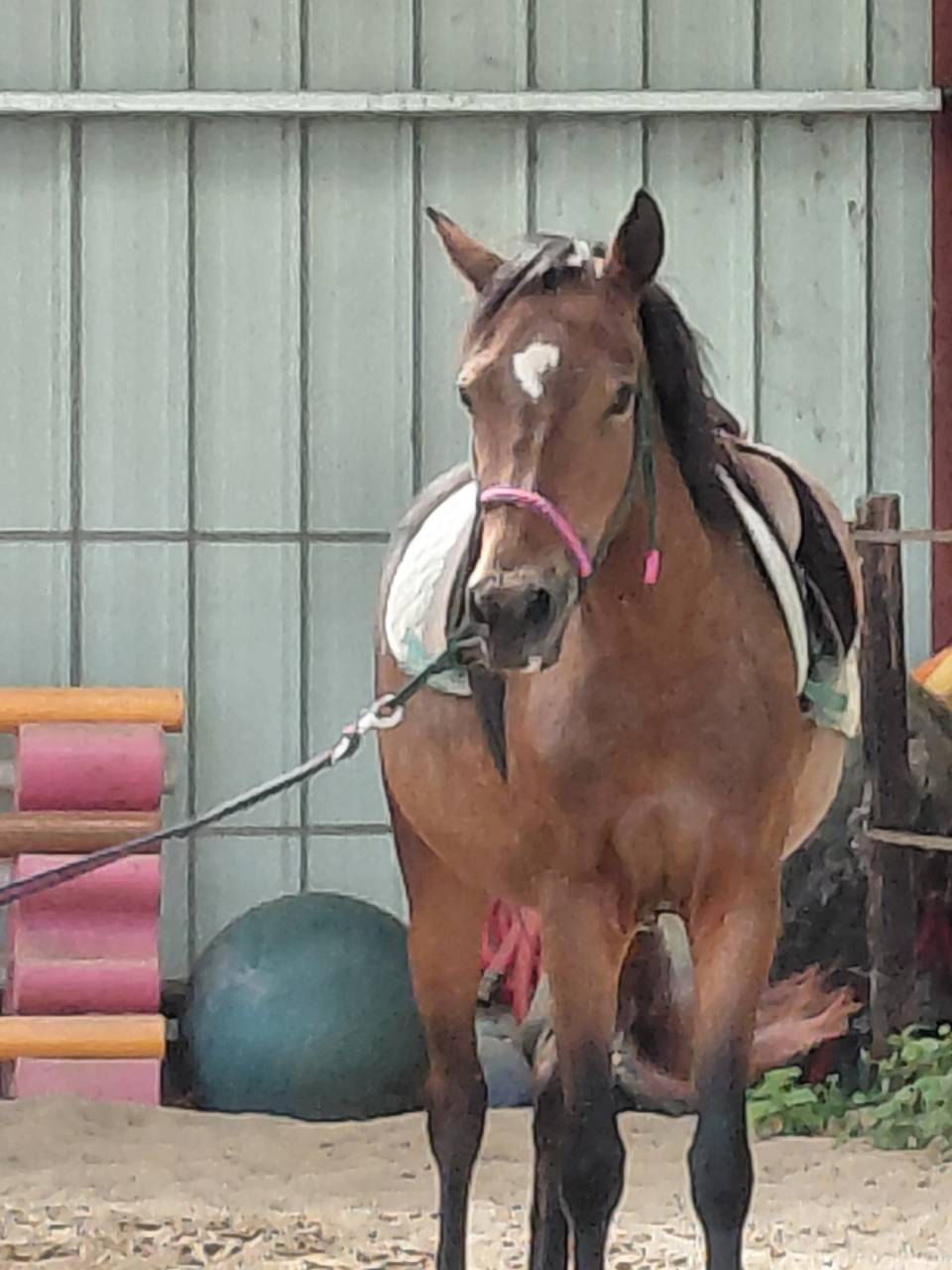 Merrie New Forest Te koop 2022 Donker bruin / bai ,  Izaro de Bedou