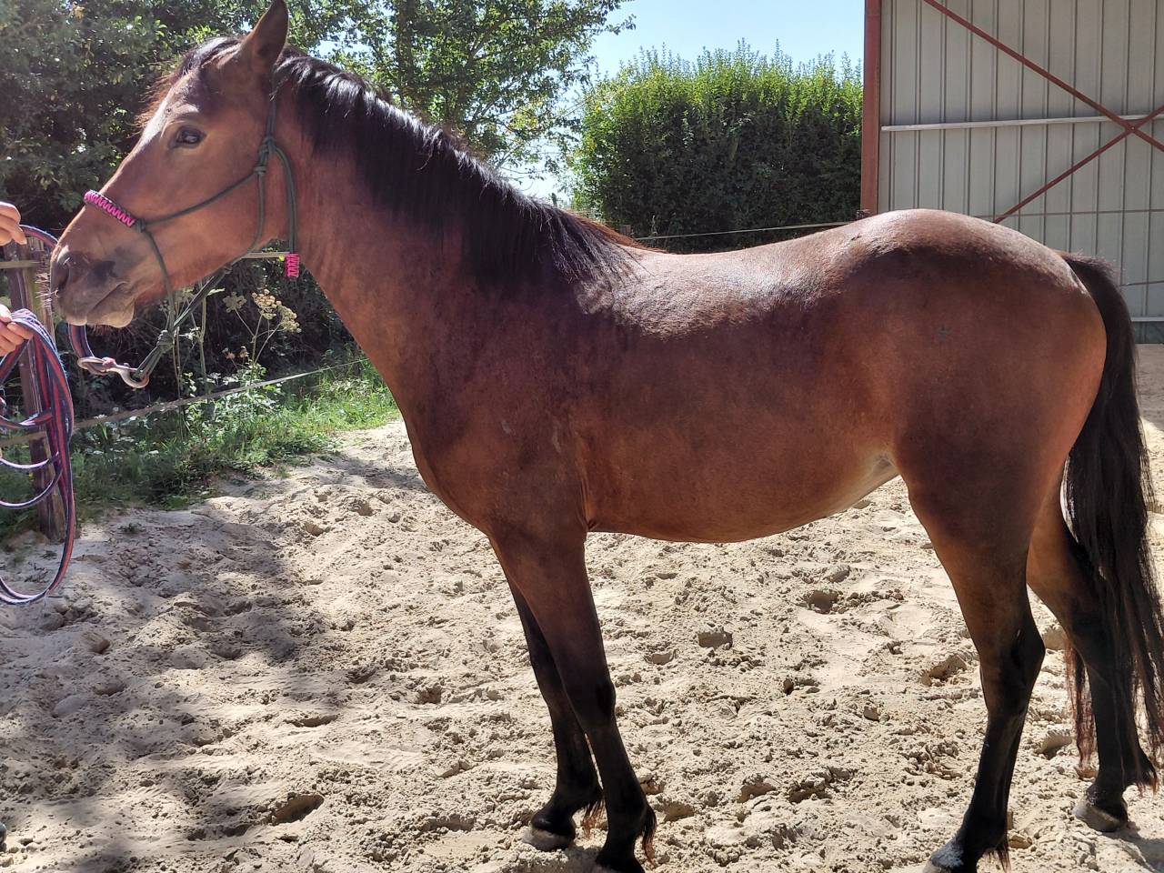 Merrie New Forest Te koop 2022 Donker bruin / bai ,  Izaro de Bedou